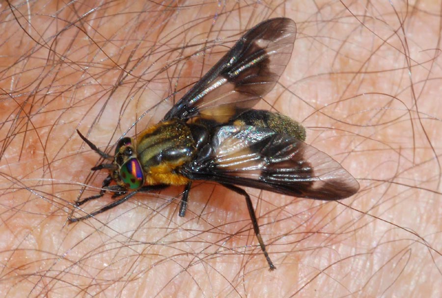 Chrysops caecutiens